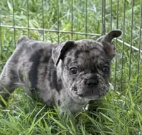 Sammie, a male French Bulldog for sale in Danbury, NC – 3 of 4