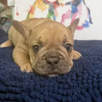 Balto, a male French Bulldog for sale in Danbury, NC – 3 of 8
