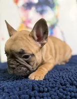 Brinkley, a male French Bulldog for sale in Danbury, NC – 9 of 10