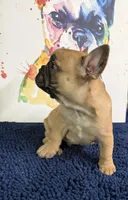 Brinkley, a male French Bulldog for sale in Danbury, NC – 6 of 10