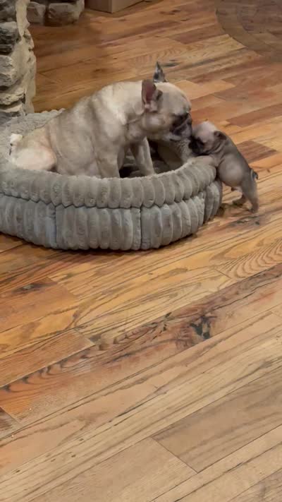 Punk, a male French Bulldog for sale in Danbury, NC – 3 of 3