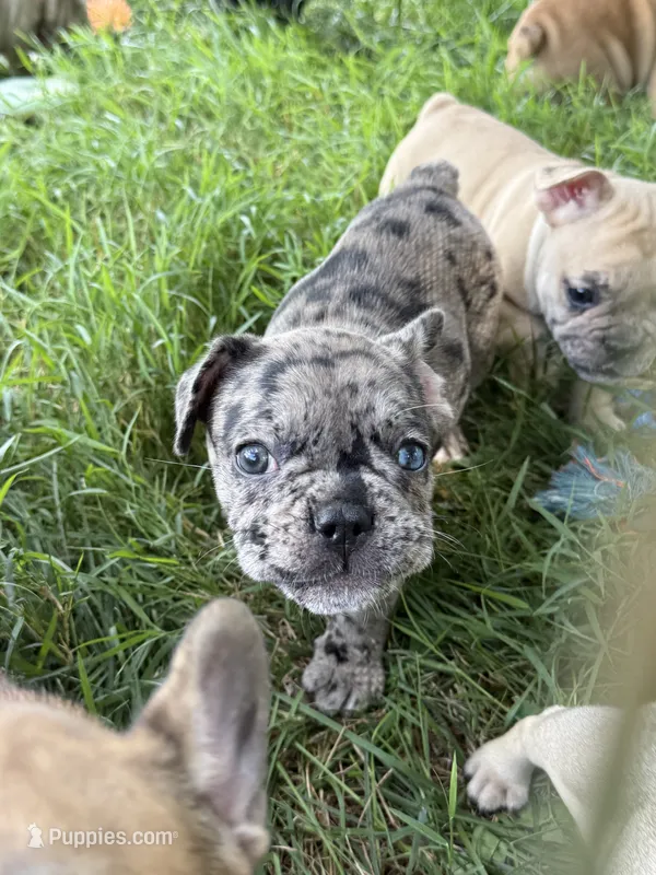 Sammie – French Bulldog puppy for sale in Danbury, NC