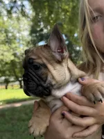 Brandi , a female French Bulldog for sale in Danbury, NC – 6 of 8