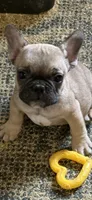 Punk, a male French Bulldog for sale in Danbury, NC – 2 of 3