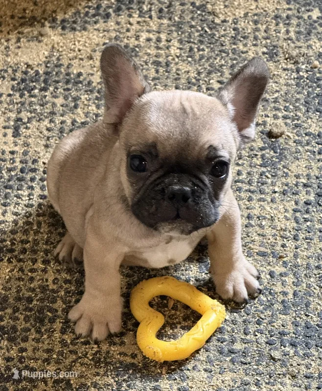 Punk – French Bulldog puppy for sale in Danbury, NC