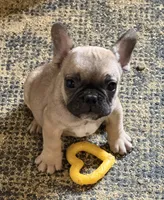 Punk, a male French Bulldog for sale in Danbury, NC – 1 of 3