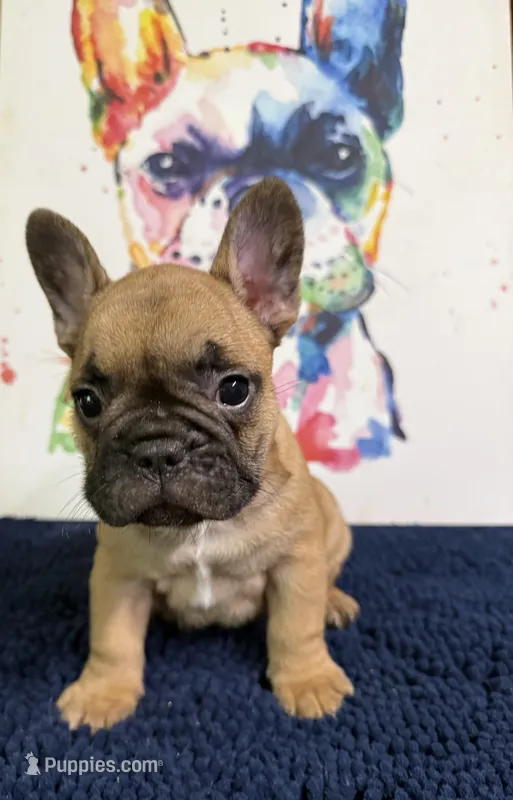 Brinkley – French Bulldog puppy for sale in Danbury, NC