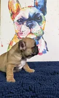 Brandi , a female French Bulldog for sale in Danbury, NC – 7 of 7