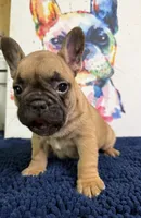 Brinkley, a male French Bulldog for sale in Danbury, NC – 2 of 10