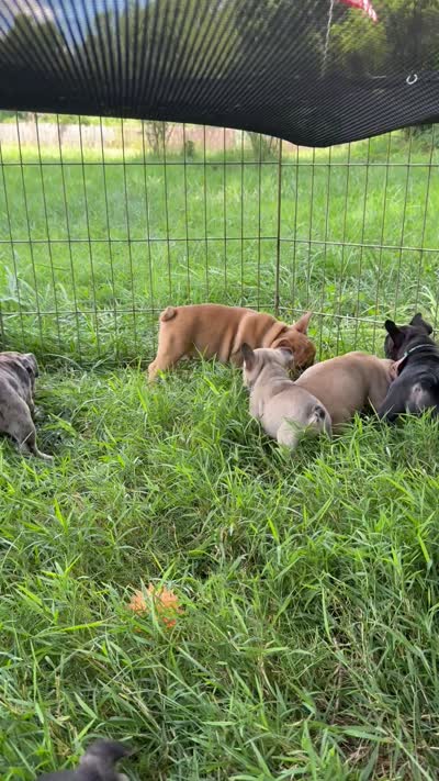 Sammie, a male French Bulldog for sale in Danbury, NC – 4 of 4
