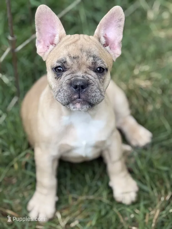 Vera – French Bulldog puppy for sale in Danbury, NC