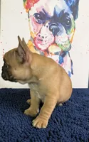 Brinkley, a male French Bulldog for sale in Danbury, NC – 10 of 10