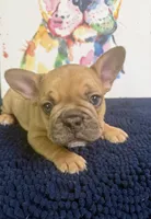Balto, a male French Bulldog for sale in Danbury, NC – 8 of 8