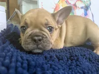 Balto, a male French Bulldog for sale in Danbury, NC – 6 of 8