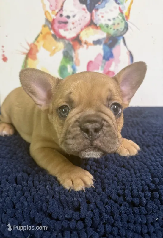 Balto – French Bulldog puppy for sale in Danbury, NC