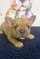 Balto, a male French Bulldog for sale in Danbury, NC – 1 of 8