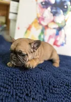 Brandi , a female French Bulldog for sale in Danbury, NC – 6 of 7
