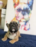 Brandi , a female French Bulldog for sale in Danbury, NC – 3 of 7