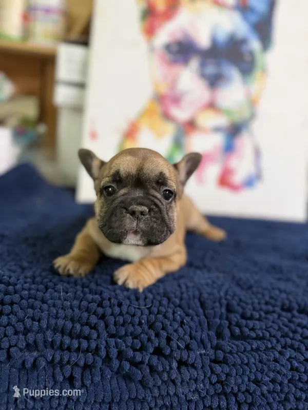 Brandi  – French Bulldog puppy for sale in Danbury, NC