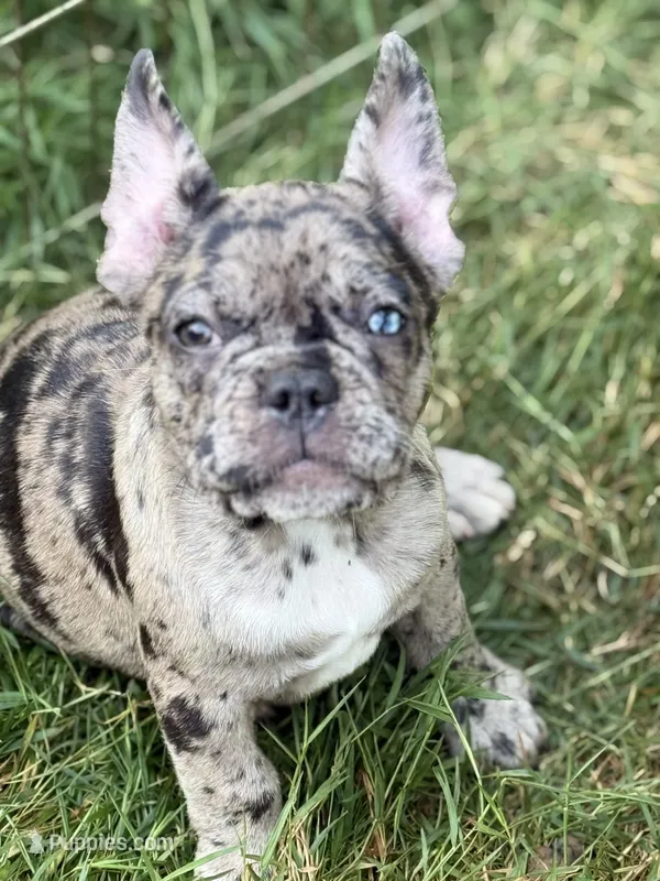 Sammie – French Bulldog puppy for sale in Danbury, NC