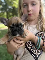 Brandi , a female French Bulldog for sale in Danbury, NC – 5 of 8