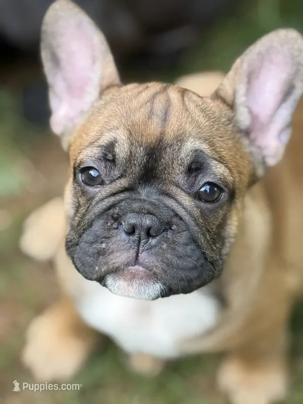 Brandi  – French Bulldog puppy for sale in Danbury, NC