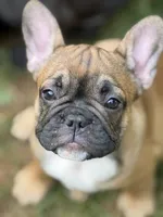 Brandi , a female French Bulldog for sale in Danbury, NC – 1 of 8