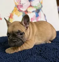 Brinkley, a male French Bulldog for sale in Danbury, NC – 4 of 10