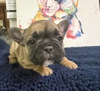 Brandi , a female French Bulldog for sale in Danbury, NC – 2 of 7