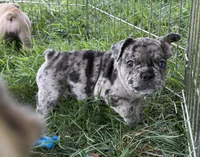 Sammie, a male French Bulldog for sale in Danbury, NC – 2 of 4