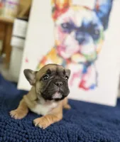 Brandi , a female French Bulldog for sale in Danbury, NC – 5 of 7