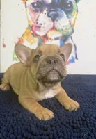 Balto, a male French Bulldog for sale in Danbury, NC – 2 of 8