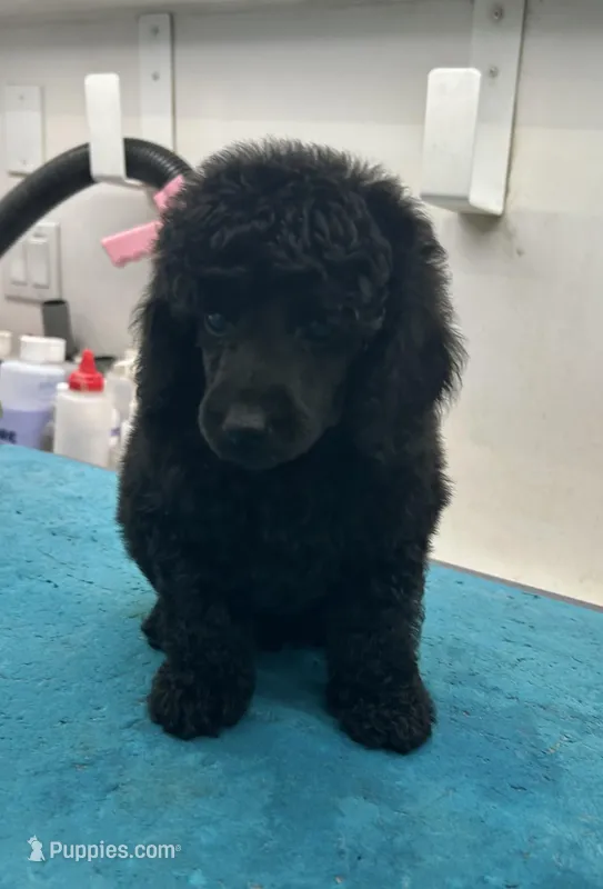 Shawn , a male Poodle - Miniature  for sale in New Vienna, OH – Photo 1 of 1
