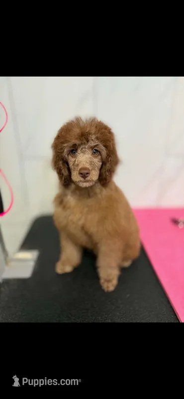 Pierre  – Poodle - Miniature  puppy for sale in New Vienna, OH