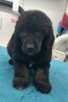 Juliet Akc , a female Poodle - Miniature  for sale in New Vienna, OH – Photo 2 of 2