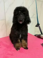 Juliet Akc , a female Poodle - Miniature  for sale in New Vienna, OH – Photo 1 of 2