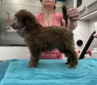 Pierre , a male Poodle - Miniature  for sale in New Vienna, OH – Photo 2 of 2