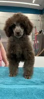 Pierre , a male Poodle - Miniature  for sale in New Vienna, OH – Photo 1 of 2