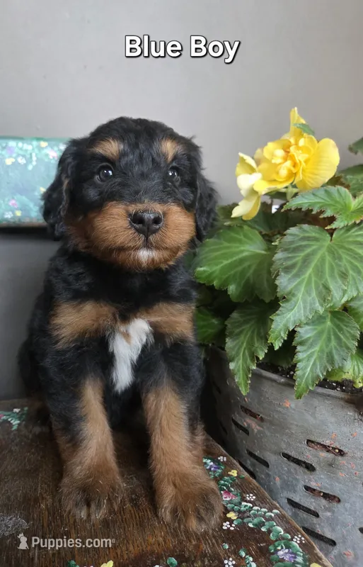 Blue boy – Aussiedoodle, Bernedoodle puppy for sale in Owosso, MI