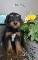 Blue boy, a male Aussiedoodle and Bernedoodle for sale in Owosso, MI – 1 of 4