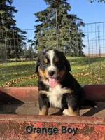 Orange Boy, a male Bernese Mountain Dog for sale in Owosso, MI – 6 of 9