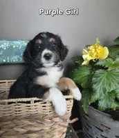 Purple Girl, a male Aussiedoodle and Bernedoodle for sale in Owosso, MI – 1 of 5