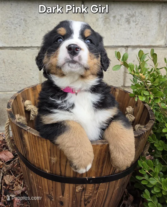Dark Pink Girl – Bernese Mountain Dog puppy for sale in Owosso, MI