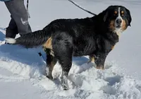 Dark Pink Girl, a female Bernese Mountain Dog for sale in Owosso, MI – Photo 4 of 4