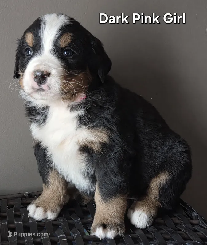 Dark Pink Girl – Bernese Mountain Dog puppy for sale in Owosso, MI