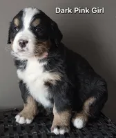 Dark Pink Girl, a female Bernese Mountain Dog for sale in Owosso, MI – Photo 1 of 4