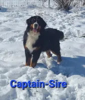 Dark Pink Girl, a female Bernese Mountain Dog for sale in Owosso, MI – Photo 2 of 4
