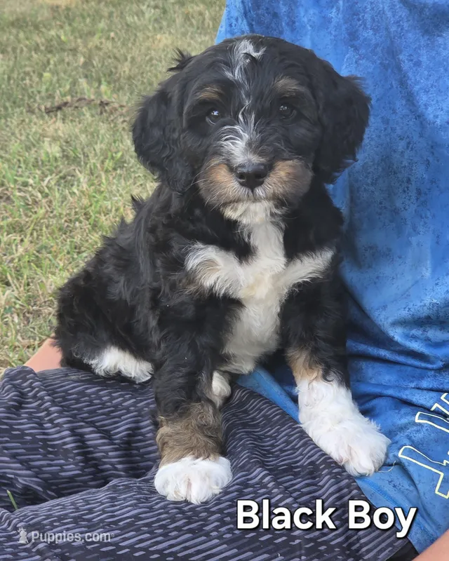 Black boy – Aussiedoodle, Bernedoodle puppy for sale in Owosso, MI