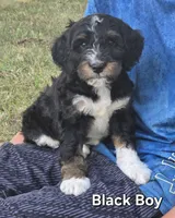 Black boy, a male Aussiedoodle and Bernedoodle for sale in Owosso, MI – 1 of 5