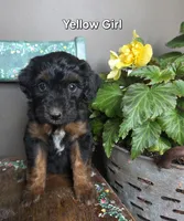 Yellow Girl, a male Aussiedoodle and Bernedoodle for sale in Owosso, MI – 2 of 4